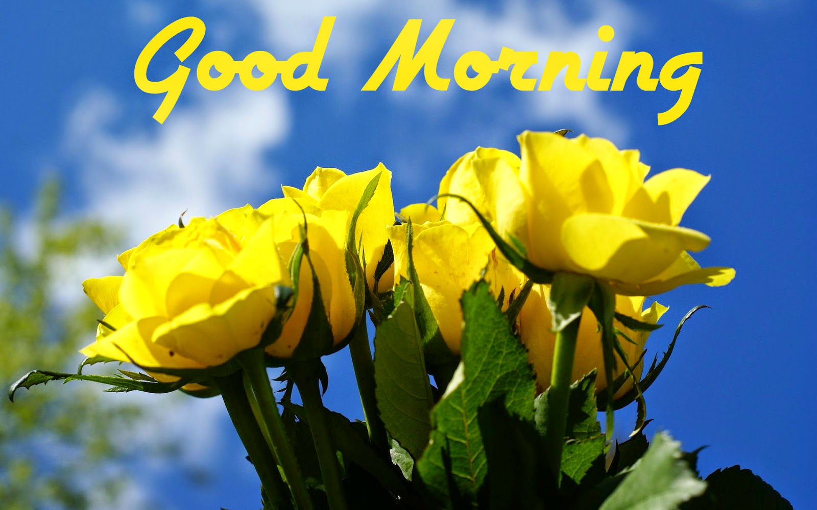 Happy Good Morning Texts Messages , Quotes , Sayings